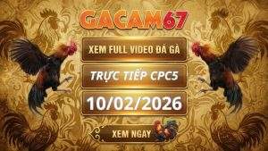 Xem Lại Video Đá Gà CPC5 Ngày 10/02/2026