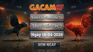 Xem Lại Video Đá Gà CPC3 Ngày 16/04/2026